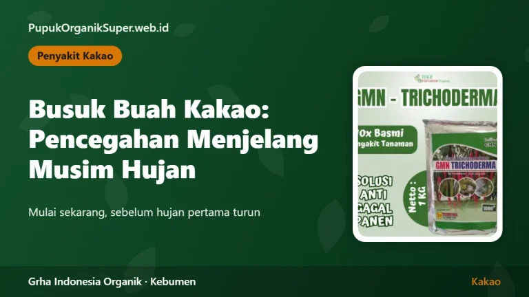 Busuk Buah Kakao (Phytophthora): Pencegahan Menjelang Musim Hujan