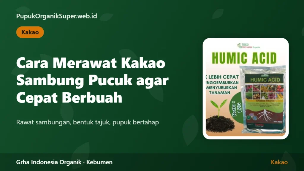 Cara Merawat Kakao Sambung Pucuk agar Cepat Berbuah