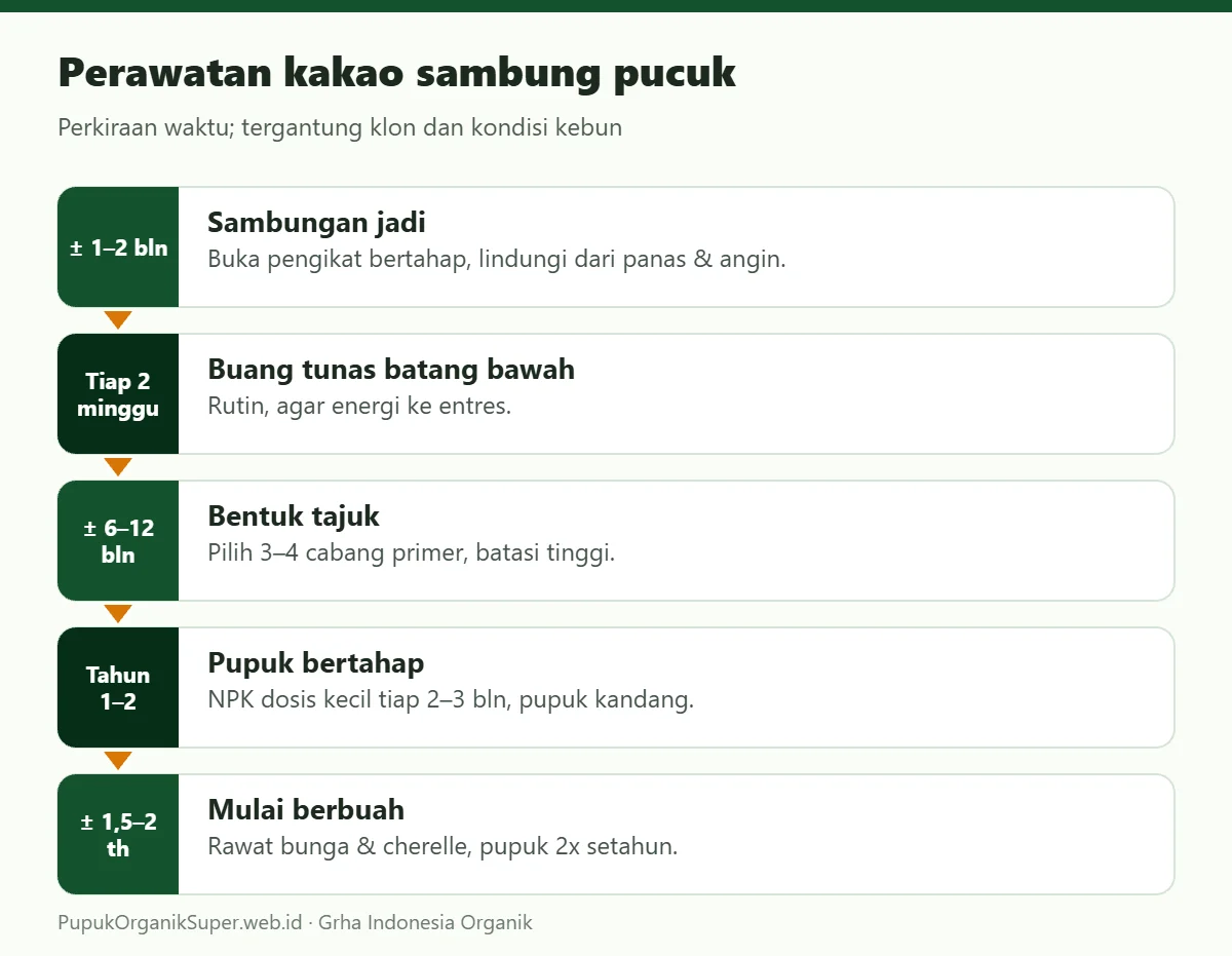 Perawatan kakao sambung pucuk