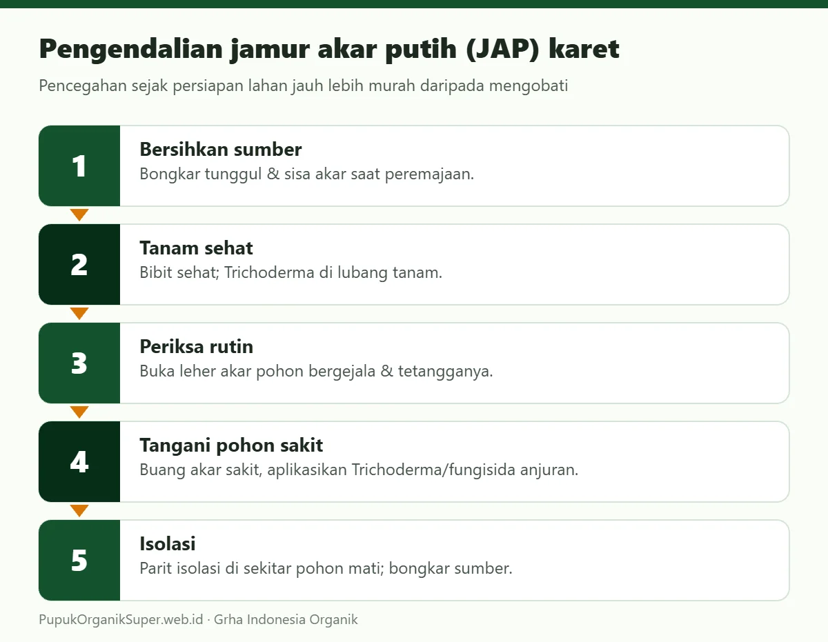 Pengendalian jamur akar putih (JAP) karet
