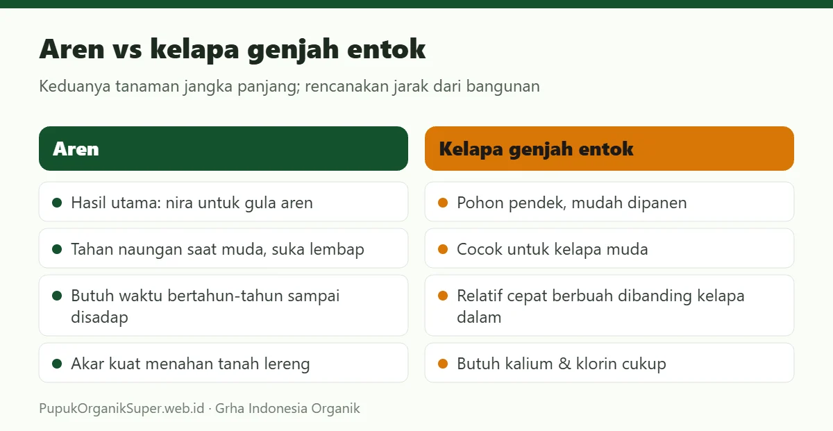 Aren vs kelapa genjah entok