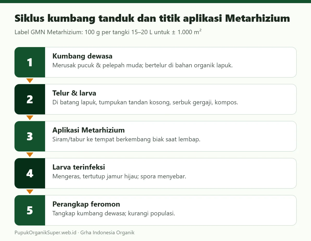 Siklus kumbang tanduk dan titik aplikasi Metarhizium