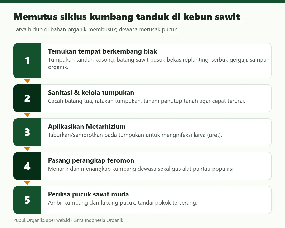 Memutus siklus kumbang tanduk di kebun sawit