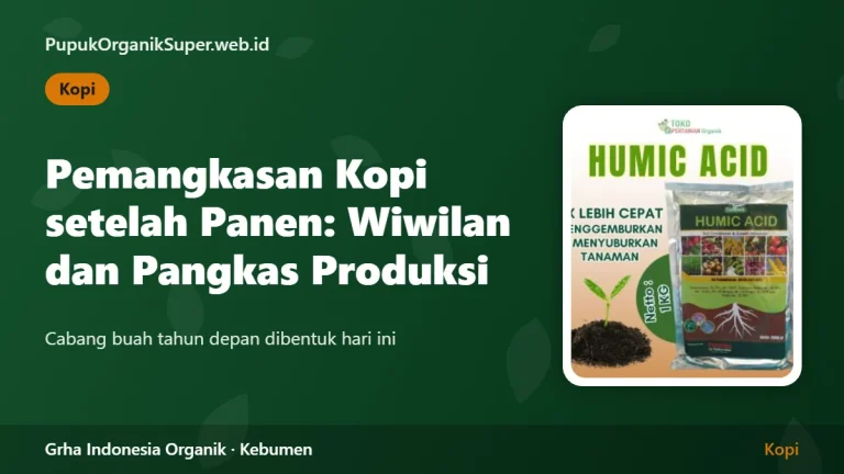 Pemangkasan Kopi setelah Panen: Wiwilan dan Pangkas Produksi