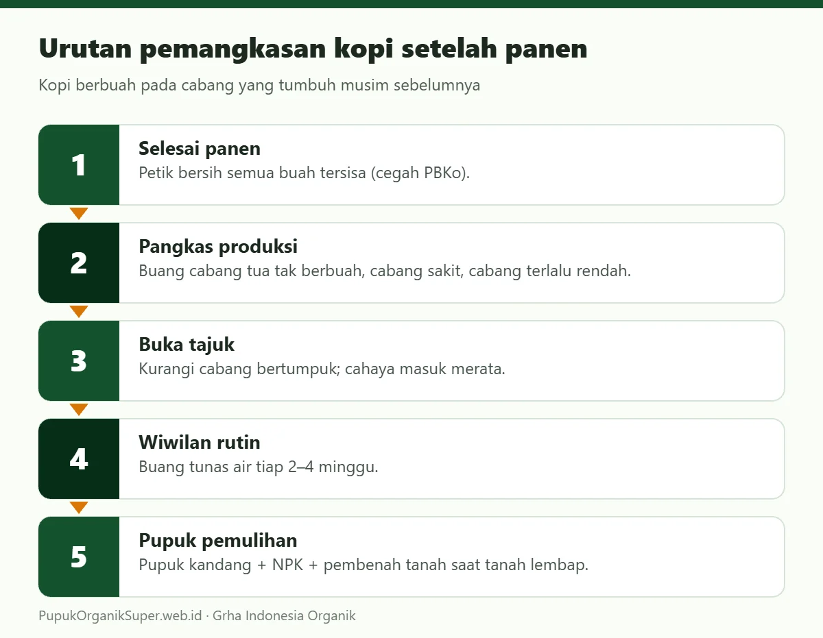 Urutan pemangkasan kopi setelah panen