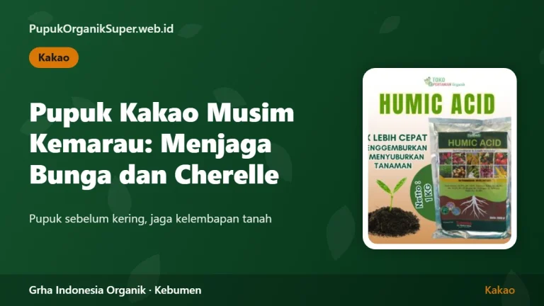 Pupuk Kakao Musim Kemarau: Menjaga Bunga dan Cherelle