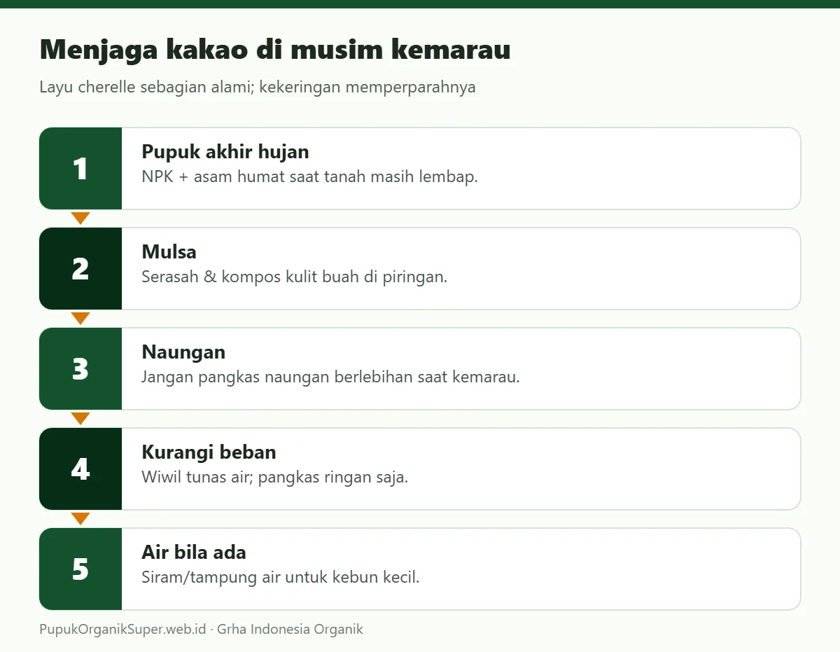 Menjaga kakao di musim kemarau
