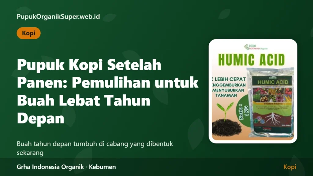 Pupuk Kopi Setelah Panen: Pemulihan agar Berbuah Lebat Tahun Depan