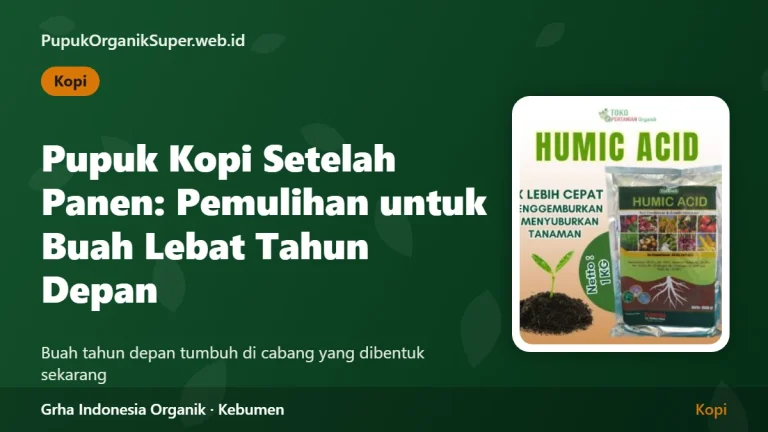 Pupuk Kopi Setelah Panen: Pemulihan agar Berbuah Lebat Tahun Depan