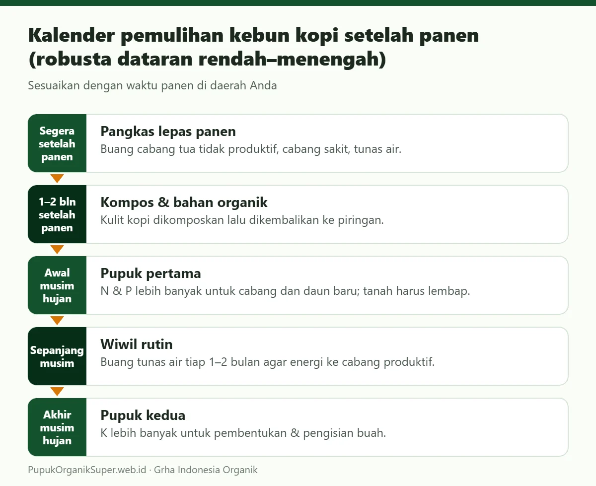 Kalender pemulihan kebun kopi setelah panen (robusta dataran rendah–menengah)