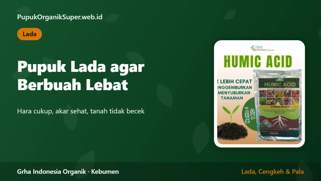 Pupuk Lada agar Berbuah Lebat