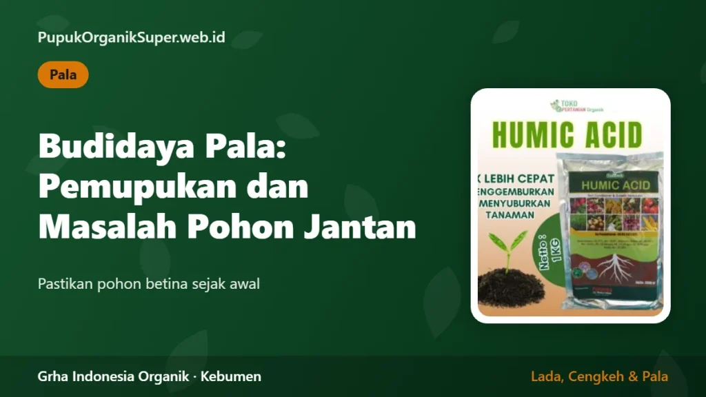 Budidaya Pala: Pemupukan dan Masalah Pohon Jantan
