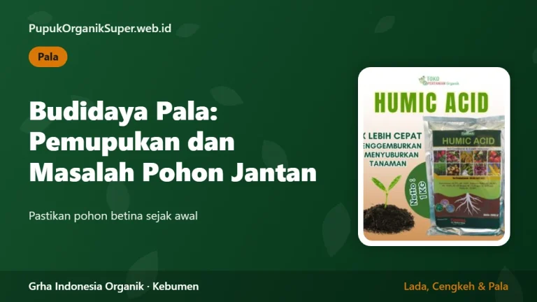 Budidaya Pala: Pemupukan dan Masalah Pohon Jantan