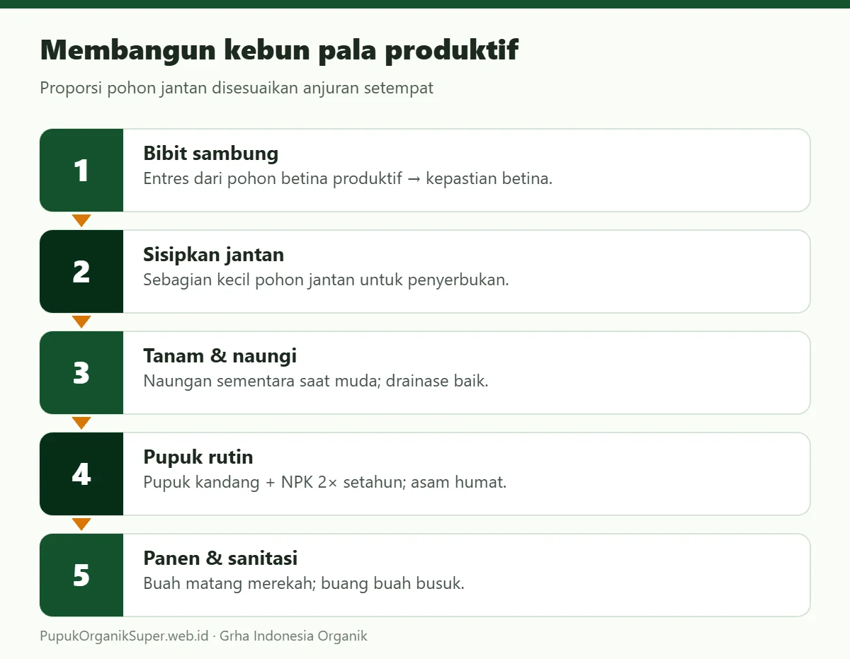 Membangun kebun pala produktif