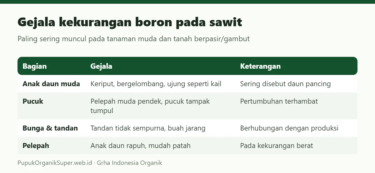 Gejala kekurangan boron pada sawit