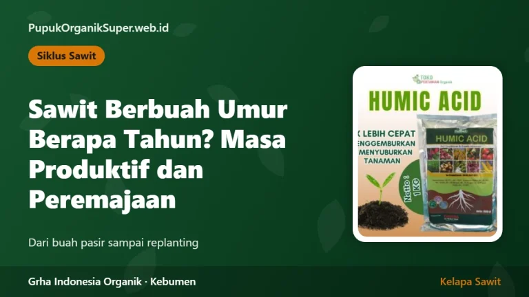 Sawit Berbuah Umur Berapa Tahun? Masa Produktif dan Peremajaan